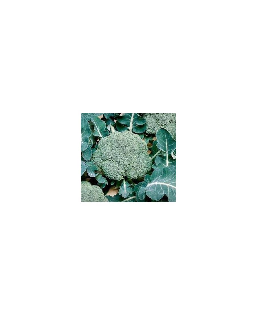 brocoli_hort_colanday