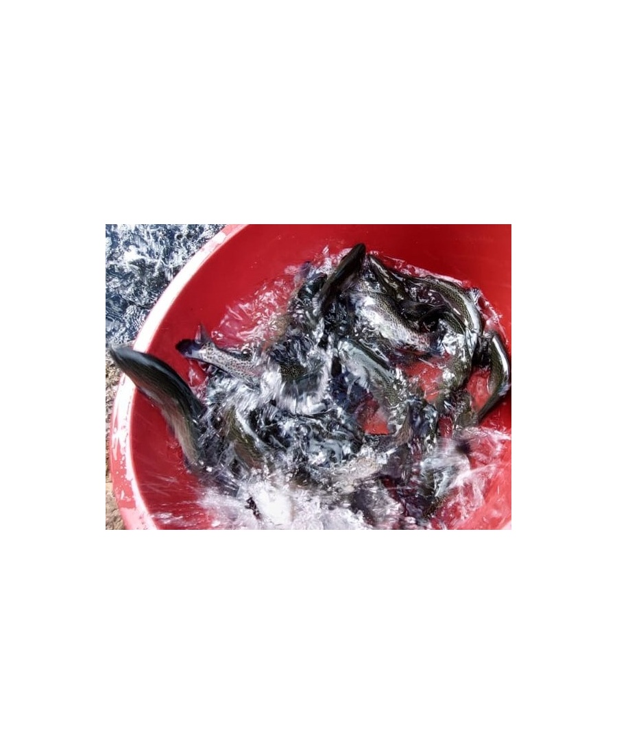 whatsapp_image_2025-10-23_at_9_59_15_am_1