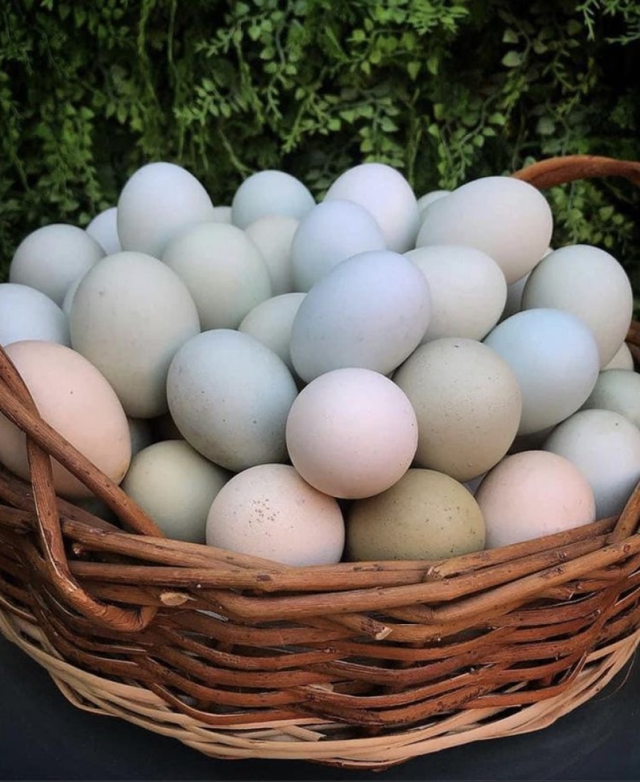 huevos