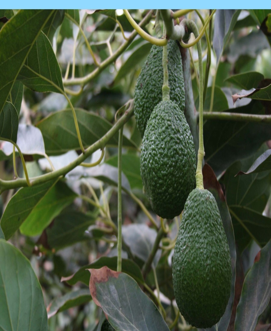 foto_de_palta_1