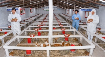 ASOCIACION DE PRODUCTORES DE CUY MUSUK KALLPA