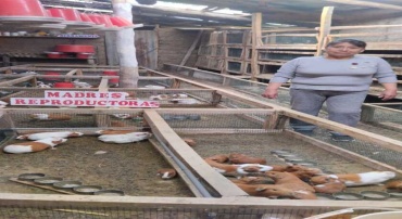 CRIANZA Y COMERCIALIZACI&Oacute;N DE CUYES-YUNGAY