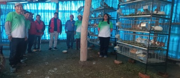 cuyes andinos de allauca