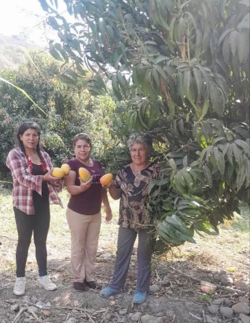 MANGOS LA COLPA