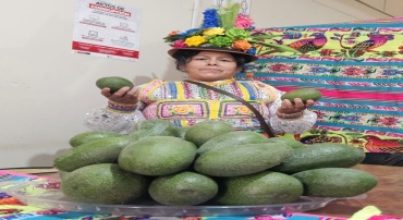 MI HUERTO DE PALTA YOJO