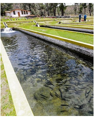 modelo_piscigranja_420x448