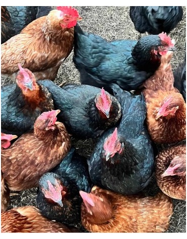 producto_cate_gallinas_420x448