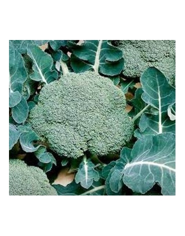 brocoli_hort_colanday