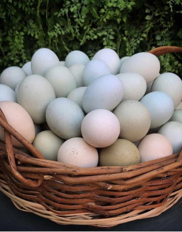 huevos