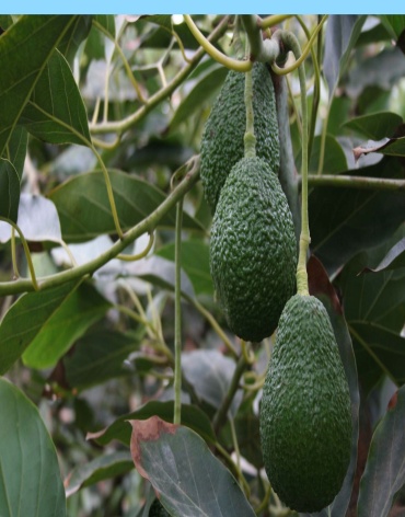 foto_de_palta_1