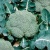 brocoli_hort_colanday