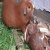 cuy_de_los_andes_-_producto_1652492385