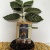 producto_cafe_tamine_0_5_kg