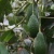foto_de_palta_1